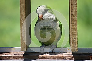 Quaker Parrot on Wood Fence