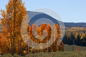 Quaking Aspen photo