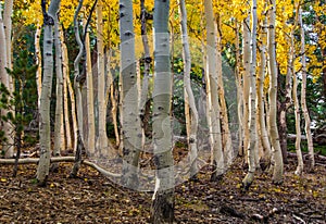 Quaking Aspen