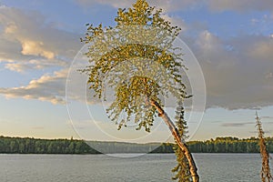 Quaking Aspen in the Evening Light