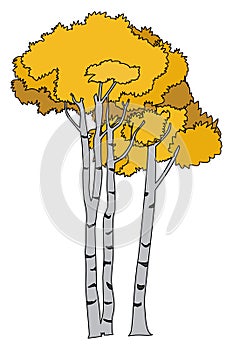 Quaking Aspen illustration vector.Aspen tree vector photo