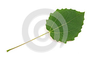 Quaking aspen leaf