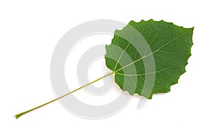 Quaking aspen leaf photo