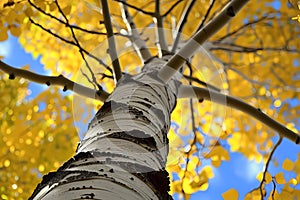 Quaking aspen (Populus tremuloides) - North America