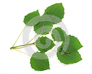 Quaking aspen sprig photo