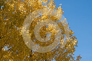 Quaking aspen tree with beautiful yellow orange fall colors against a blue sky. Room for copy space