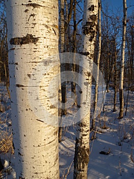 Quaking Aspen Trunks