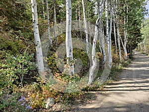 Quaking Aspens along a Dirt Road, UT