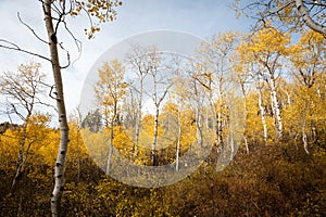 Quaking aspens display autumn gold colors in Utah.