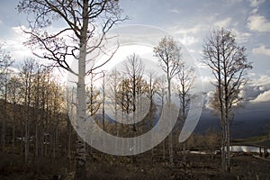 Quaking Aspens at Evening photo