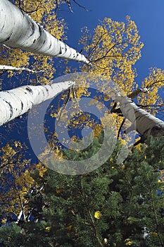 Quaking Aspens and Pine Tree, Flagstaff, Arizona photo