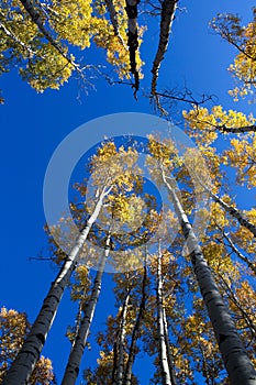 Quaking Aspens Populus tremuloides changing color in the Fall, Flagstaff, Arizona