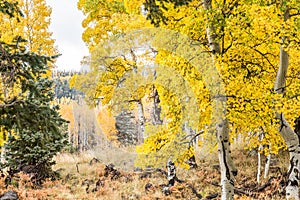 Quaking Aspens Populus tremuloides changing color in the Fall, Flagstaff, Arizona