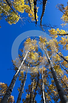 Quaking Aspens Populus tremuloides changing color in the Fall, Flagstaff, Arizona photo