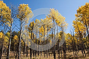 Quaking Aspens Populus tremuloides changing color in the Fall, Williams, Arizona