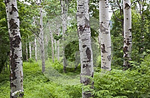 Quaking Aspens Trunks photo