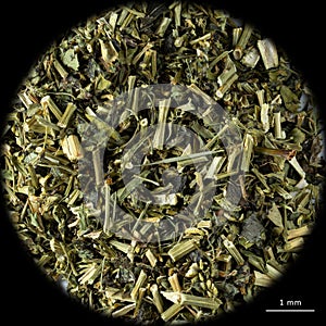Microscope image of a plant sample to be analyzed photo