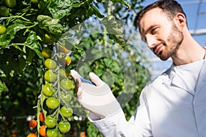 quality inspector looking at cherry tomatoes