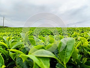 The quality and quality produced from the Kayuaro tea garden
