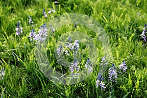 Blue Camas, Camassia quamash, Flowers, a blue spring time wild flower. photo