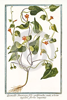 Quamoclit americana Ipomoea hederifolia