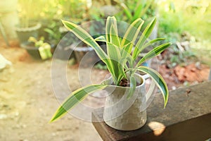 Quan Yin Bamboo Tree in potted