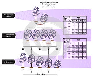 Quantitative Inheritance or Dose Inheritance Infographic Diagram with example of smoke tree height