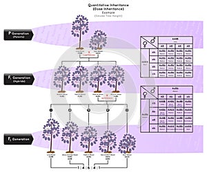 Quantitative Inheritance or Dose Inheritance Infographic Diagram with example of smoke tree height photo