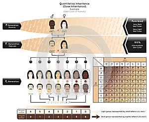 Quantitative Inheritance Infographic Diagram with example human skin color photo