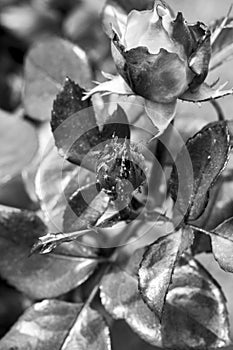 quantities of aphids, on a rosebud, black and white