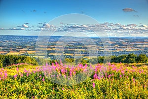 Quantock Hills Somerset England UK view in direction of Blackdown Hills with pink flowers HDR