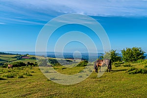 Quantock Hills Somerset pony view to Hinkley Point Uk countryside