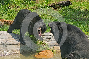 Quarrel of two Asiatic black bears Ursus thibetanus, also known as the moon bear or the Himalayan bear
