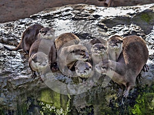 quarrelsome family, Oriental small-clawed otter, Amblonyx cinerea, is very noisy