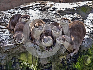 quarrelsome family, Oriental small-clawed otter, Amblonyx cinerea, is very noisy