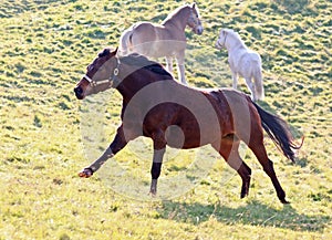 Quarter Horse in action