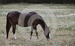 Quarter horse broodmare grazing during Texas rain