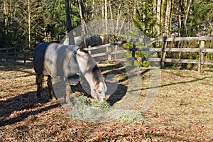 Quarter horse eating in corral