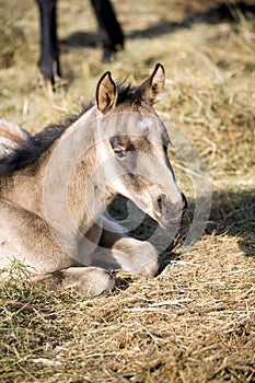 Quarter horse filly