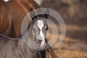 Quarter horse foal