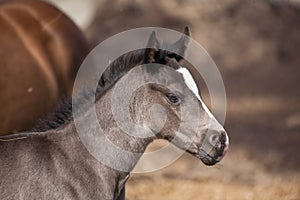 Quarter horse foal