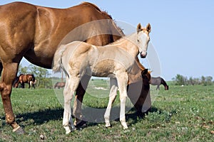 Quarter horse foal