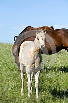 Quarter horse foal