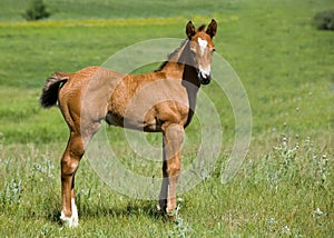 Quarter horse foal