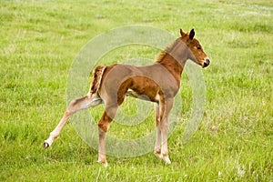 Trimestre un cavallo puledro 