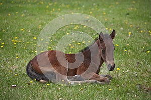 Quarter horse foal laying down photo
