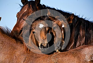 Quarter horse foals