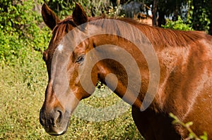 Quarter Horse head portrait