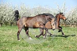 Quarter horse and hutsul running in front of flowering trees