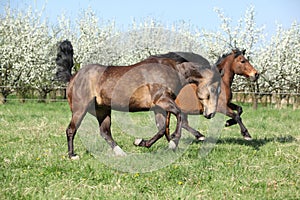 Quarter horse and hutsul running in front of flowering trees photo